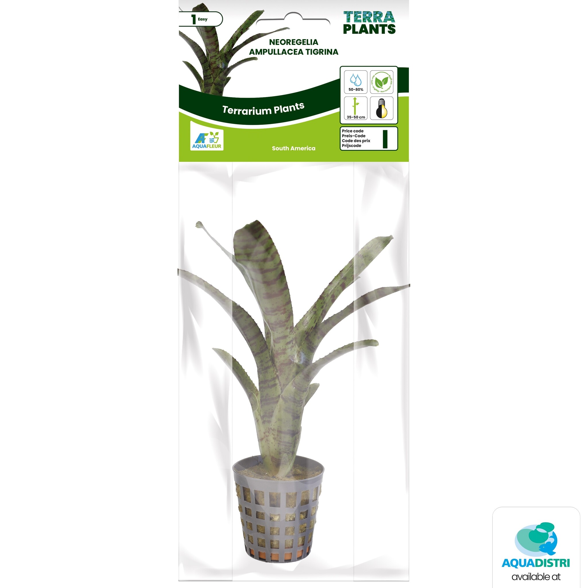 Neoregelia Ampullacea Tigrina