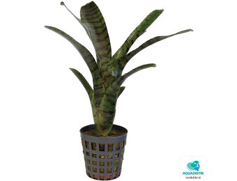 Neoregelia Ampullacea Tigrina