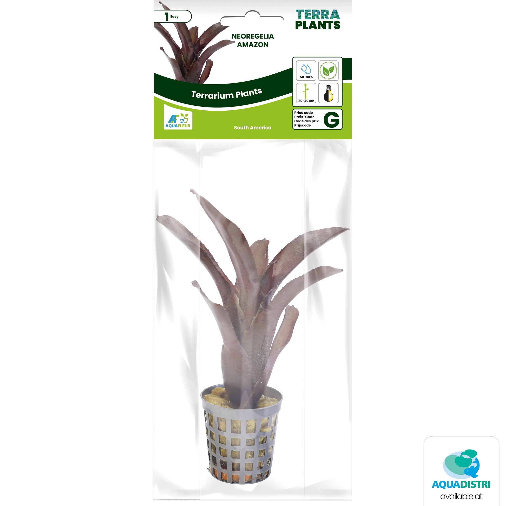 Neoregelia Amazon
