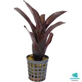 Neoregelia Amazon
