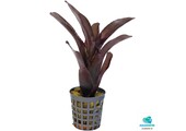 Neoregelia Amazon