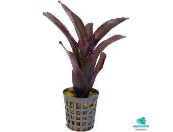 Neoregelia Amazon