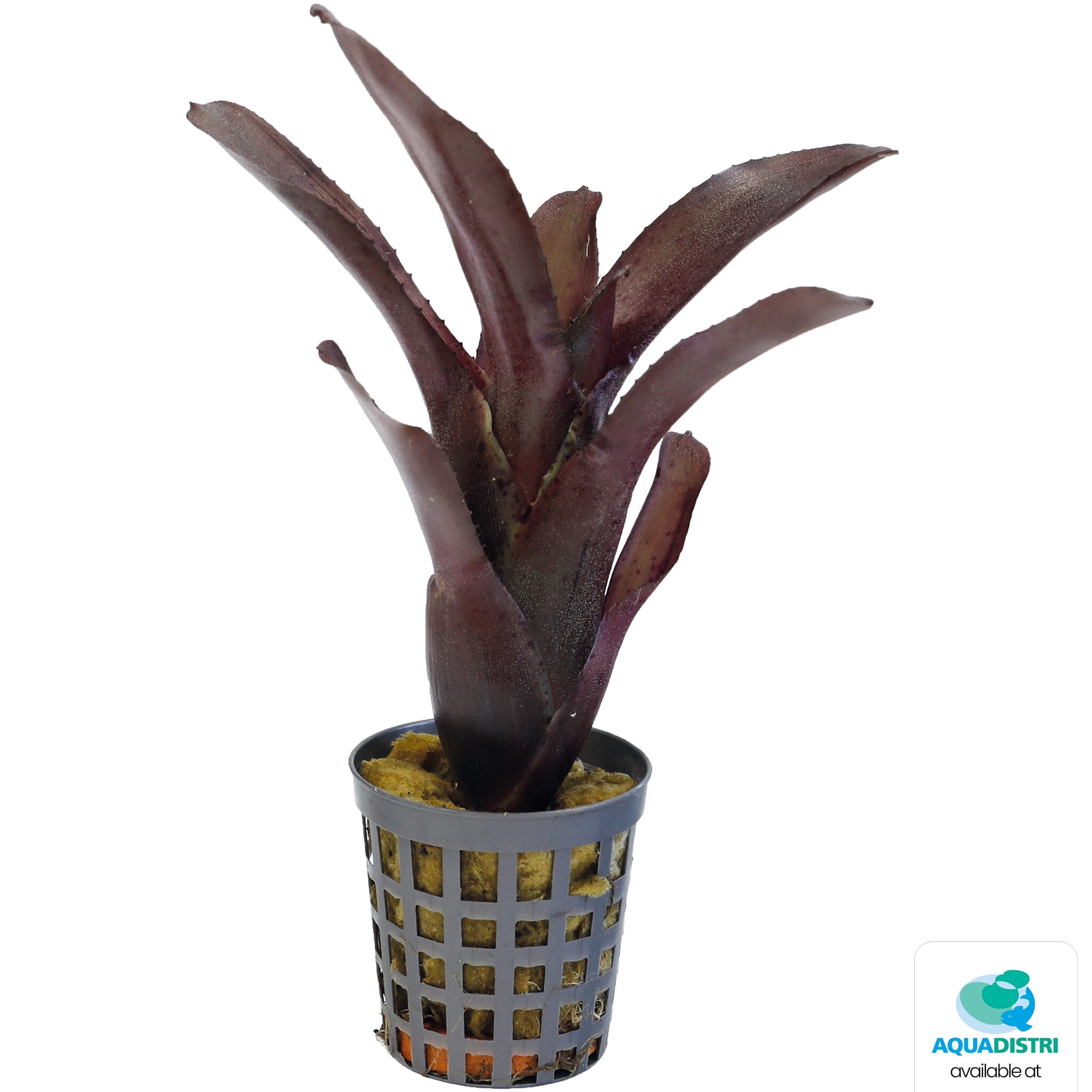 Neoregelia Amazon