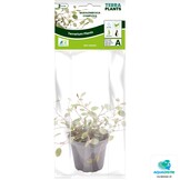 Muehlenbeckia Complexa