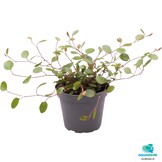 Muehlenbeckia Complexa