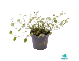 Muehlenbeckia Complexa