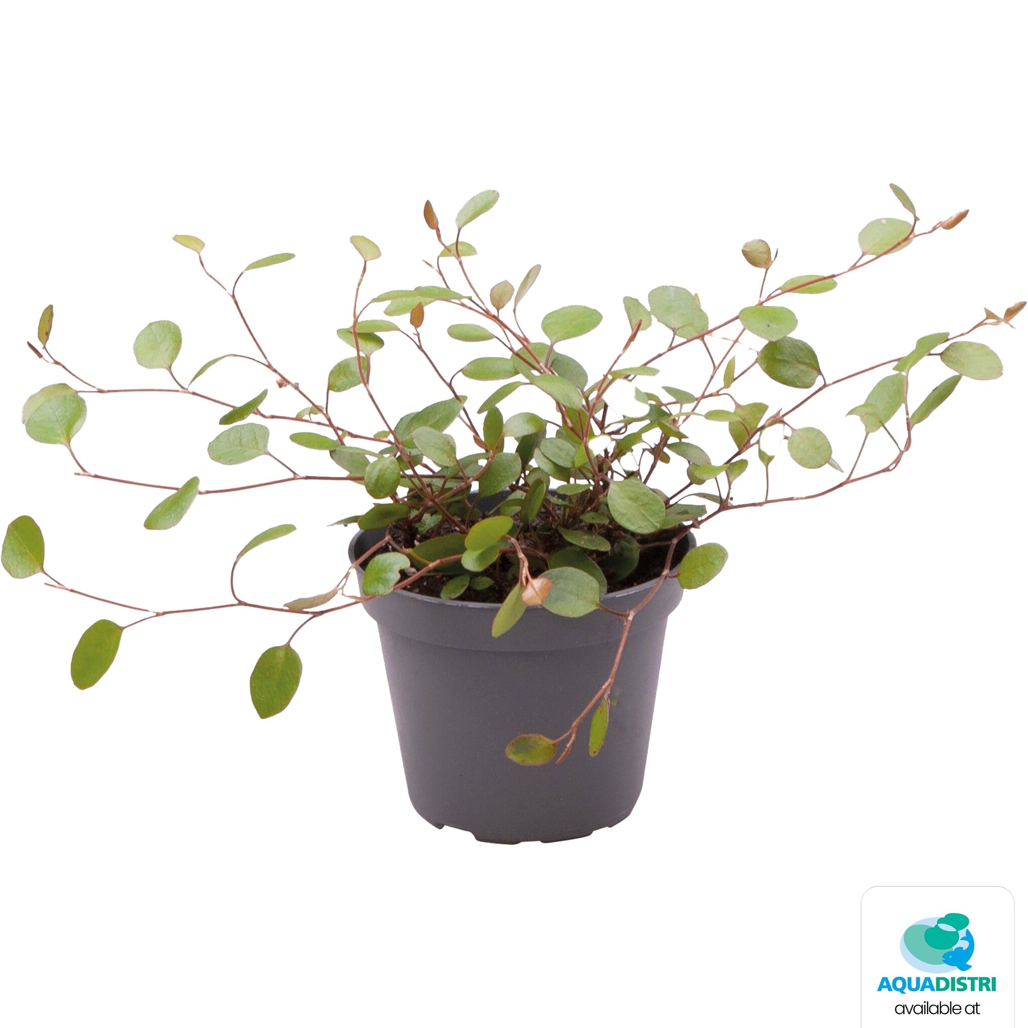 Muehlenbeckia Complexa