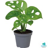 Monstera Obliqua