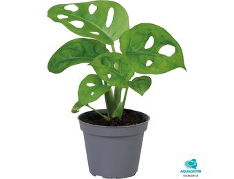 Monstera Obliqua