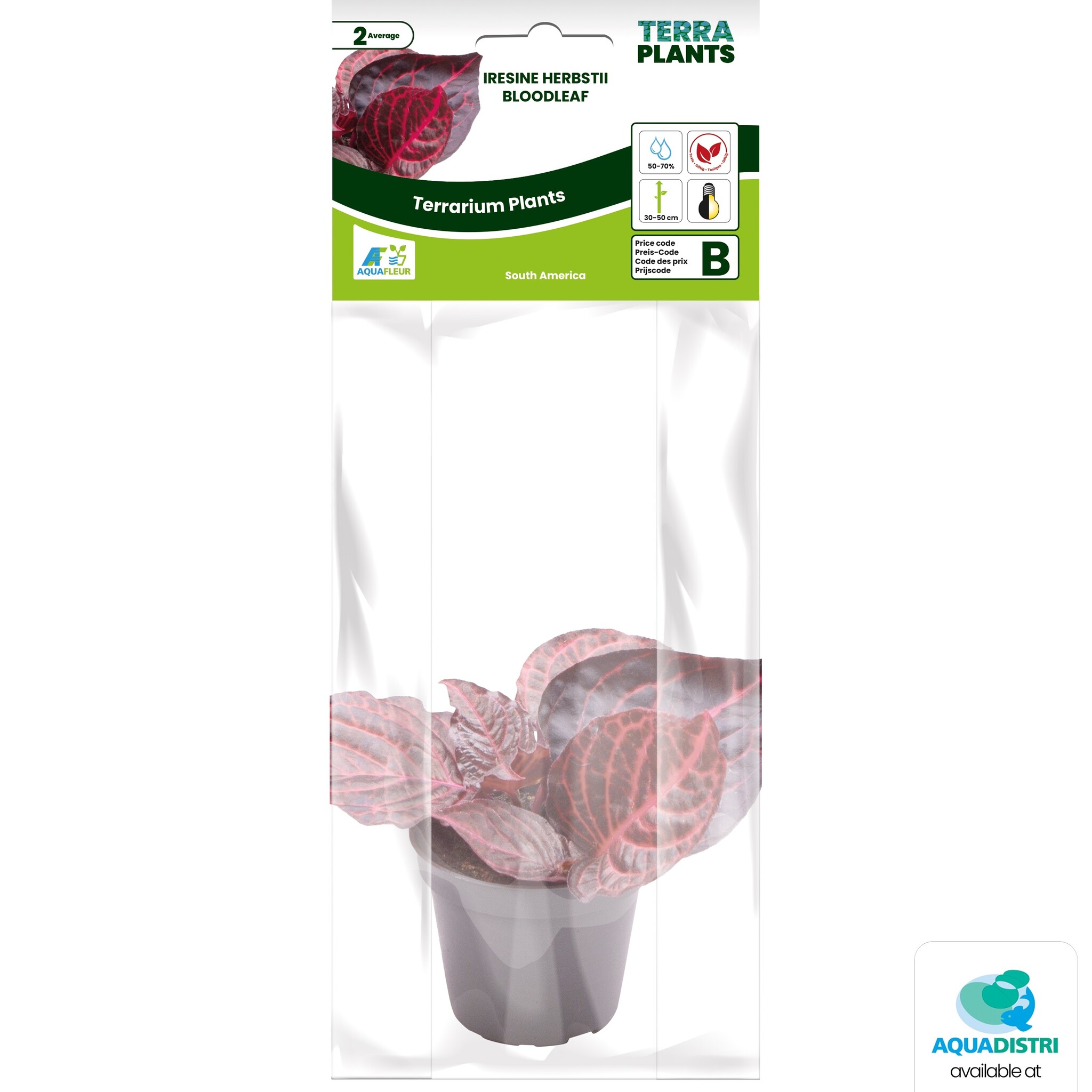 Iresine Herbstii Bloodleaf