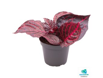 Iresine Herbstii Bloodleaf