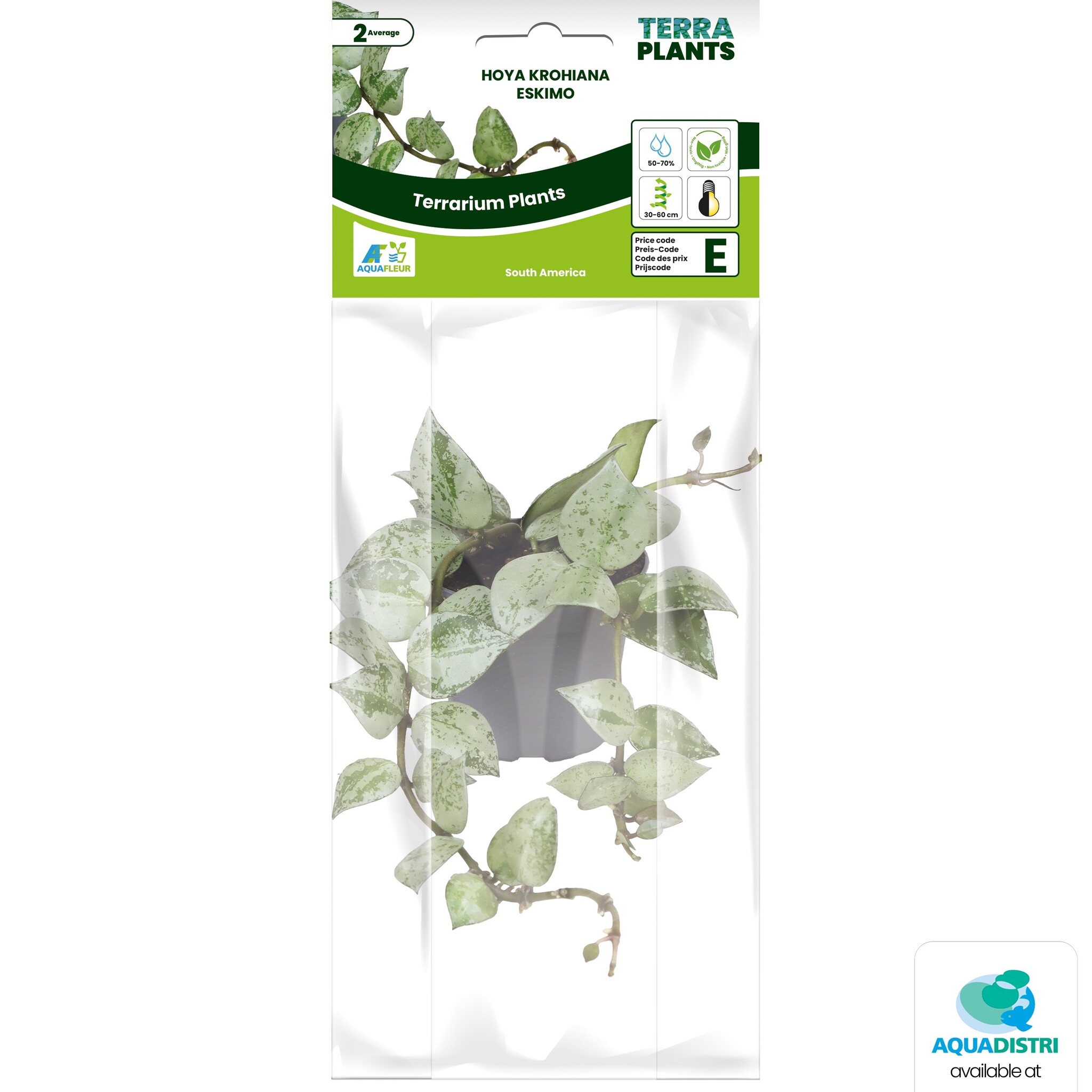 Hoya Krohiana Eskimo