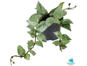 Hoya Krohiana Eskimo