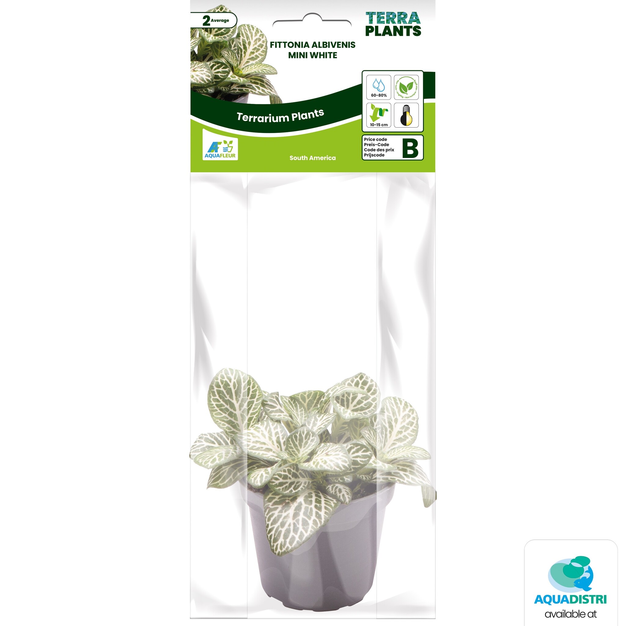 Fittonia Albivenis Mini Wh