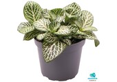 Fittonia Albivenis Mini Wh