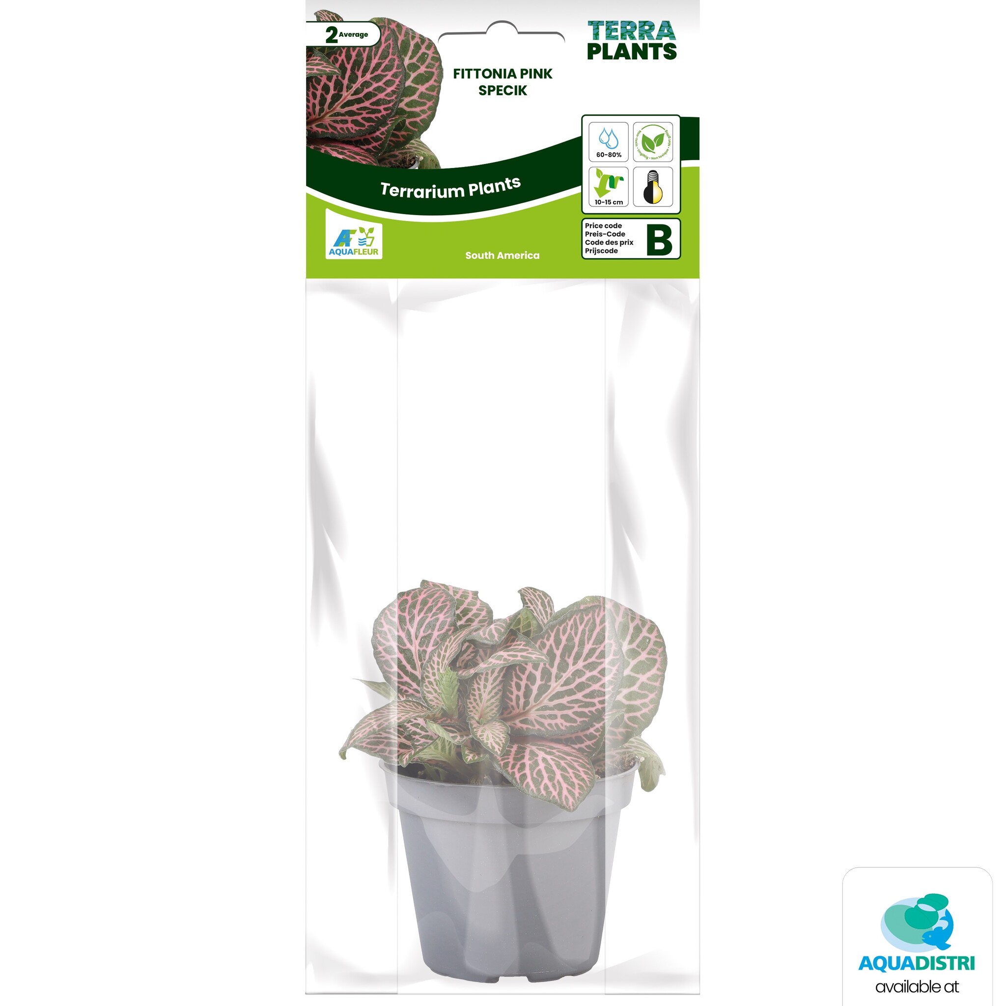 Fittonia Pink Specik