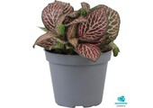 Fittonia Pink Specik
