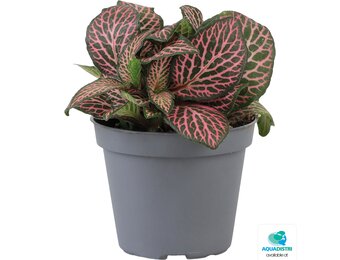 Fittonia Pink Specik