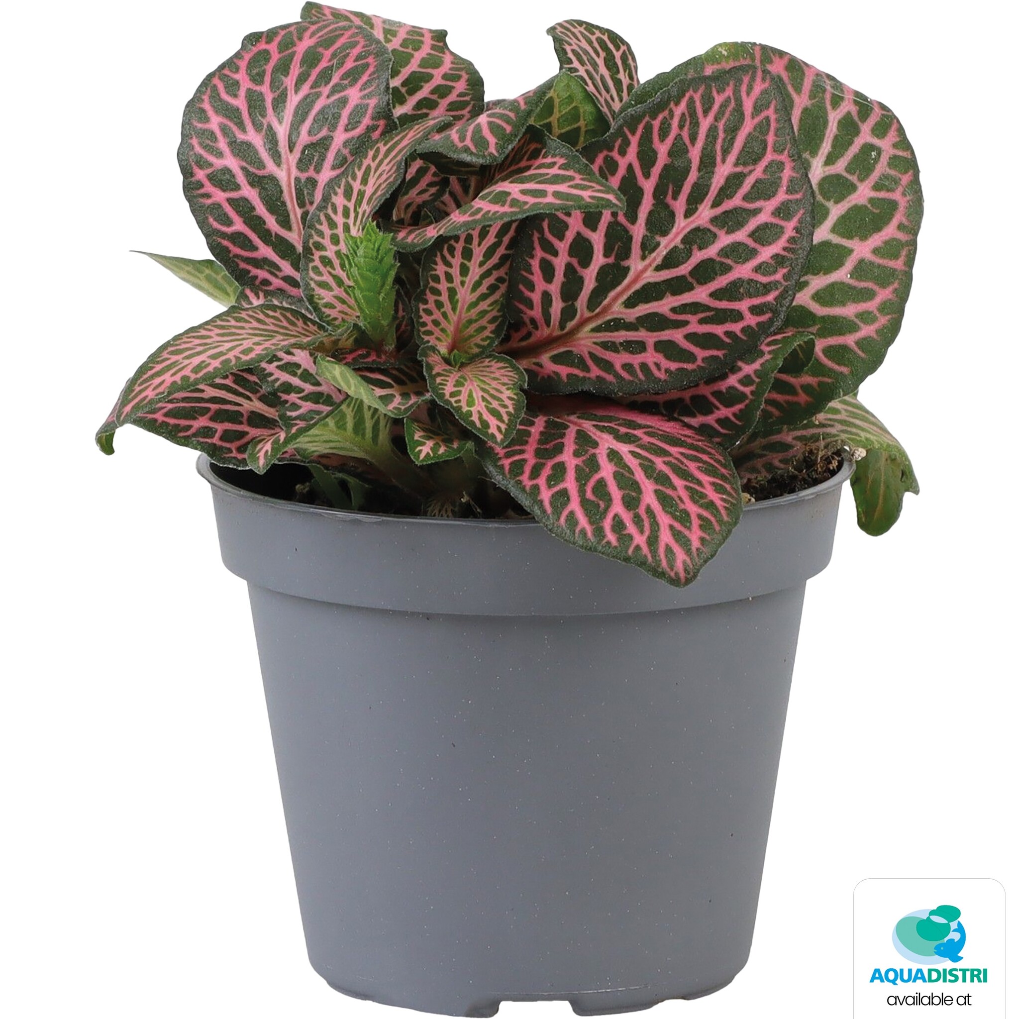 Fittonia Pink Specik
