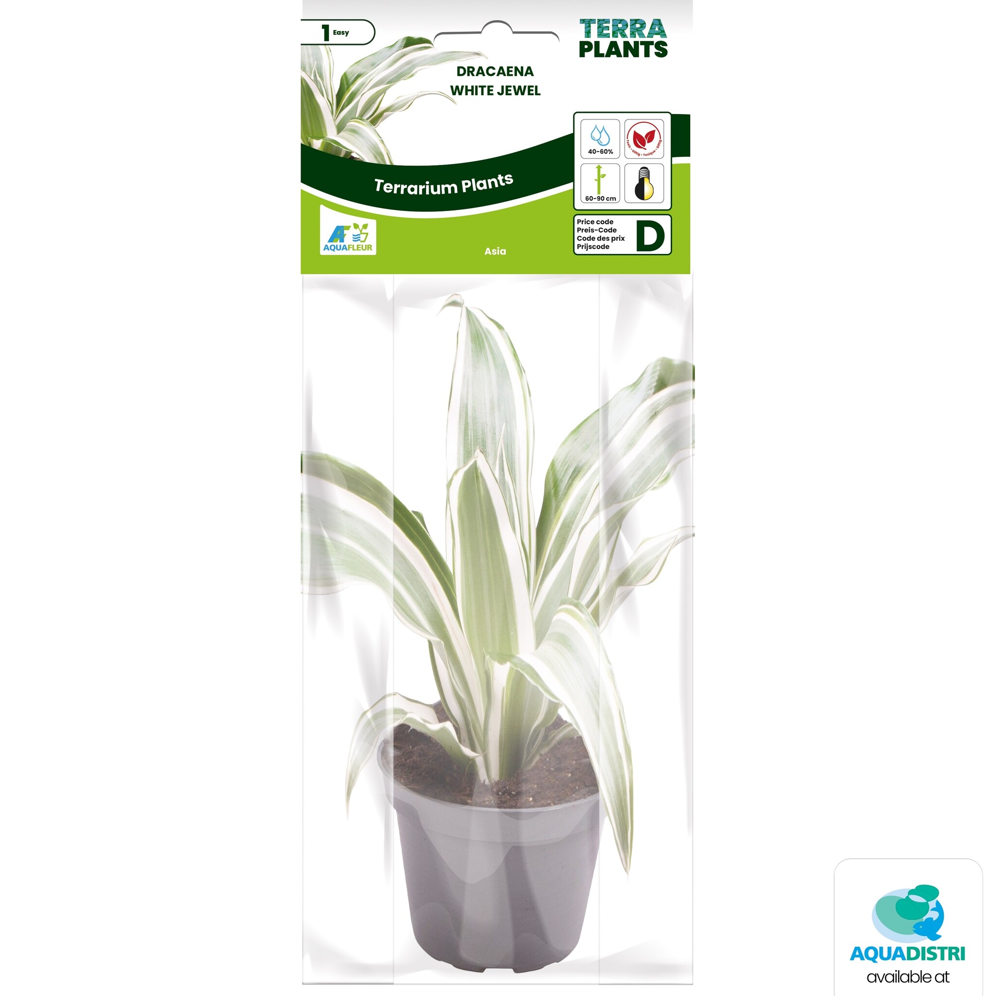 Dracaena White Jewel