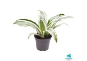 Dracaena White Jewel