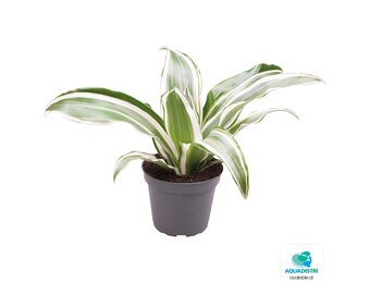 Dracaena White Jewel