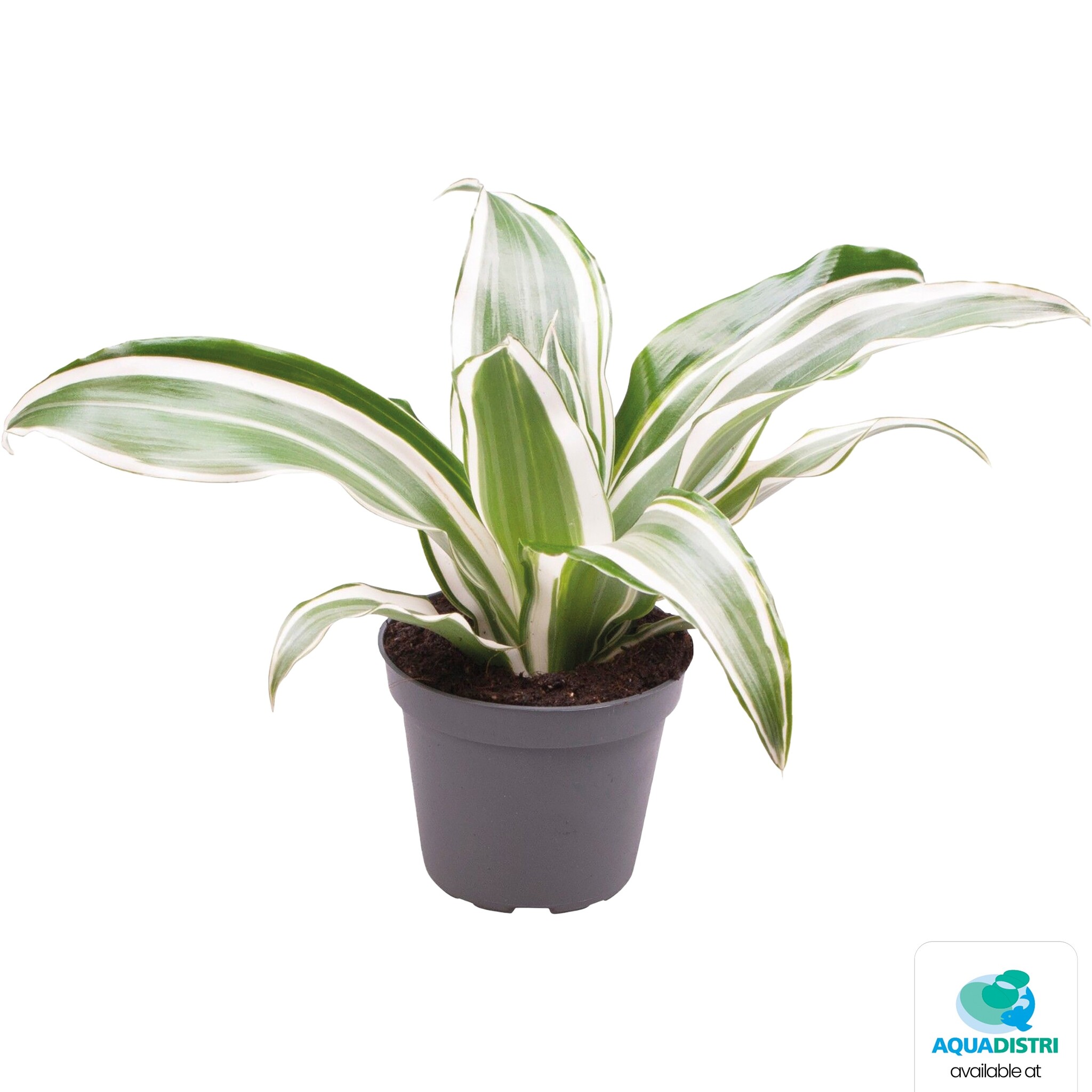 Dracaena White Jewel