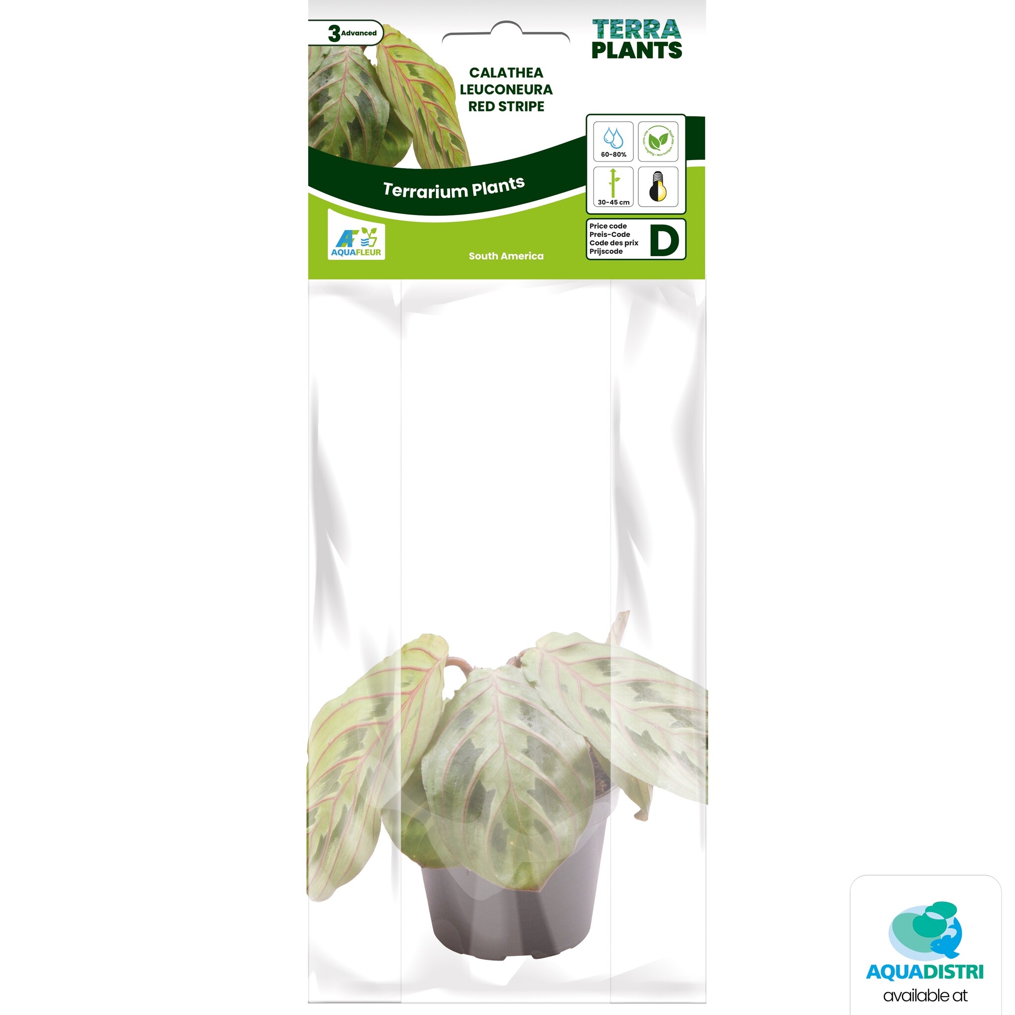 Calathea Leuconeura Red Stripe