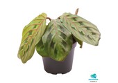 Calathea Leuconeura Red Stripe