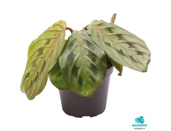 Calathea Leuconeura Red Stripe