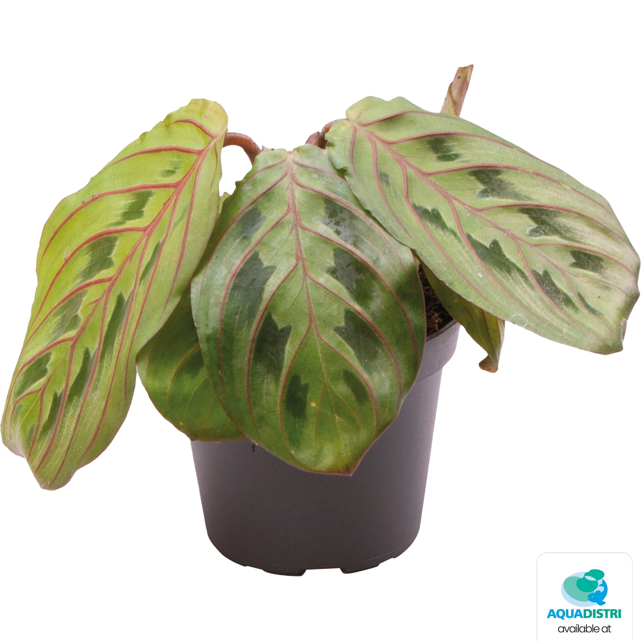 Calathea Leuconeura Red Stripe