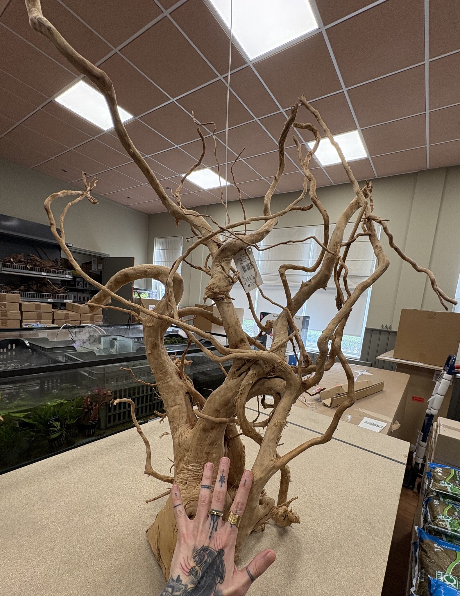 Selected Spider Wood Jumbo F