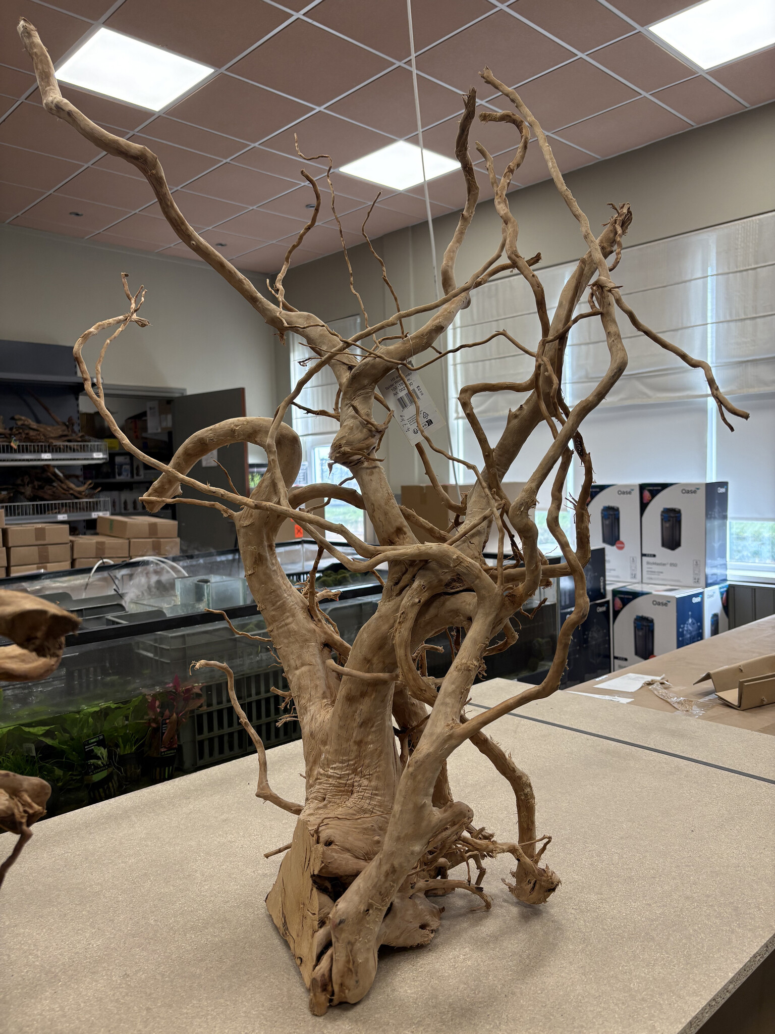 Selected Spider Wood Jumbo F