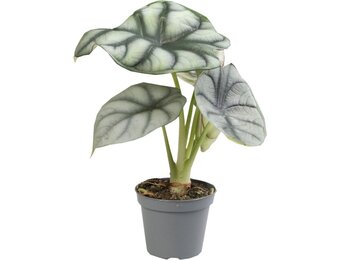 Alocasia Silver Dragon