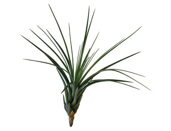 Tillandsia Melanocrater Tricolor