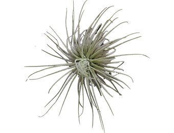 Tillandsia Magnusiana