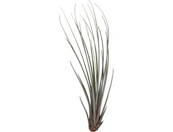 Tillandsia Juncea