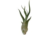 Tillandsia Caput Medusae