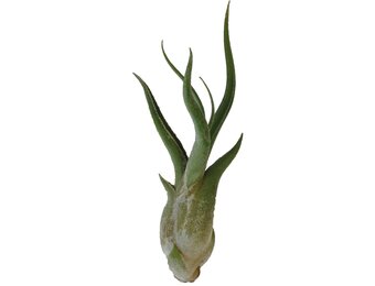 Tillandsia Caput Medusae