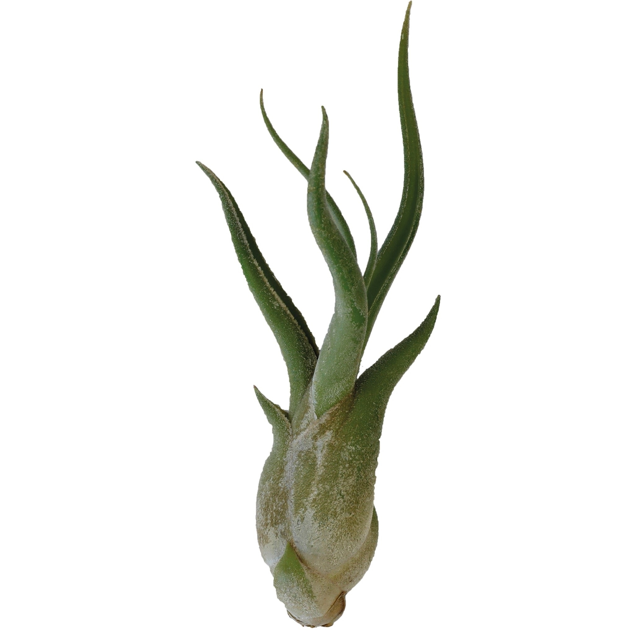 Tillandsia Caput Medusae