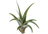 Tillandsia Capitata Peach