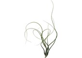 Tillandsia Butzii