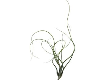 Tillandsia Butzii