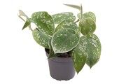 Philodendron Scandens Pictus