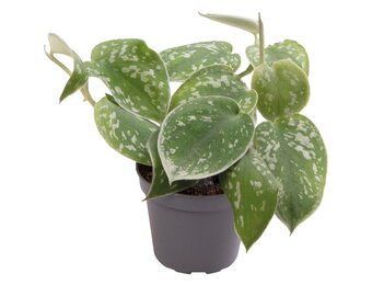 Philodendron Scandens Pictus