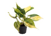 Philodendron Scandens Brazil