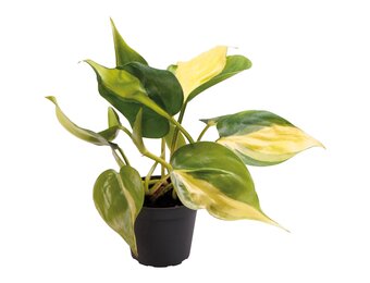 Philodendron Scandens Brazil