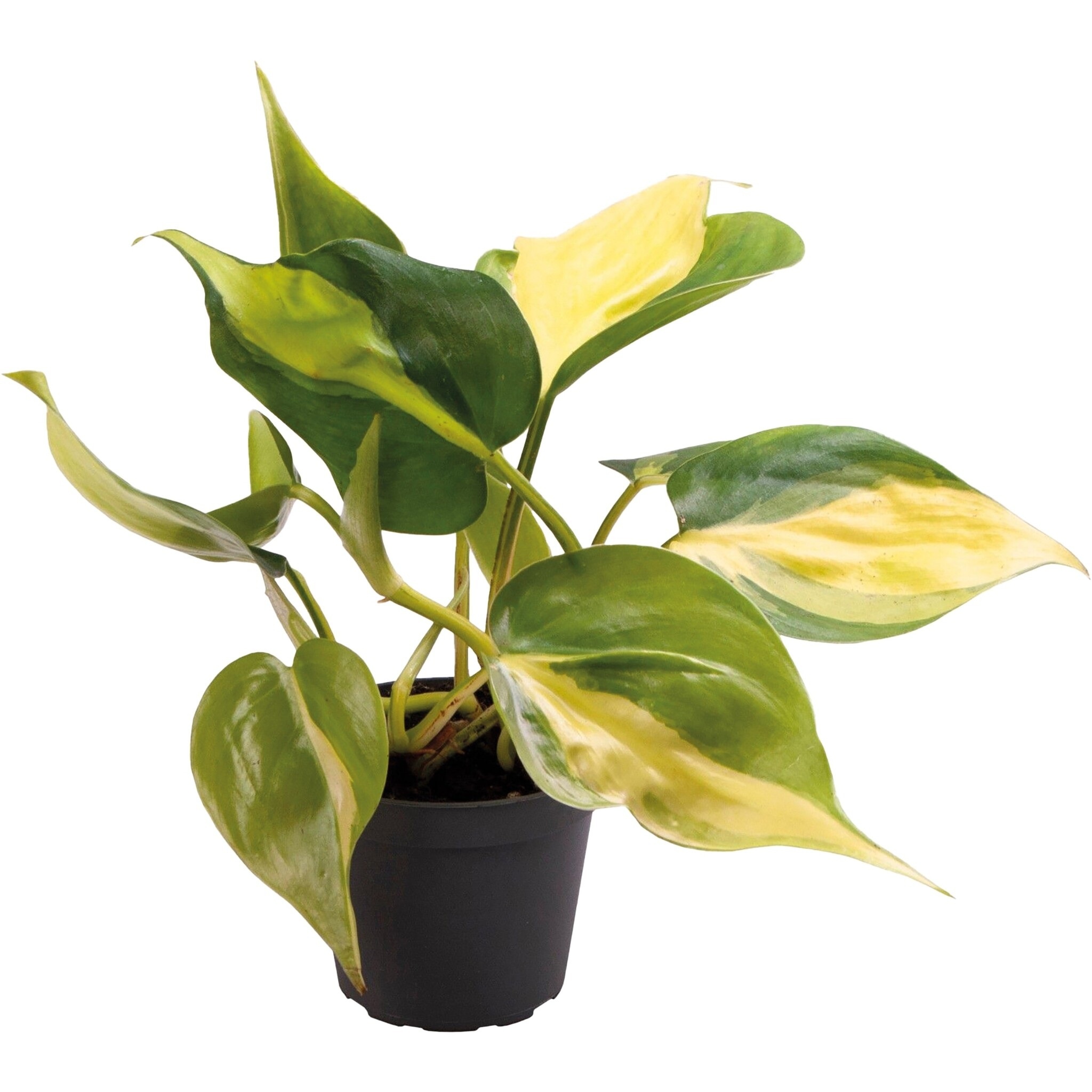 Philodendron Scandens Brazil