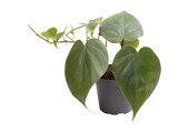 Philodendron Scandens