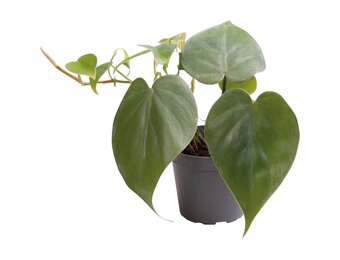 Philodendron Scandens